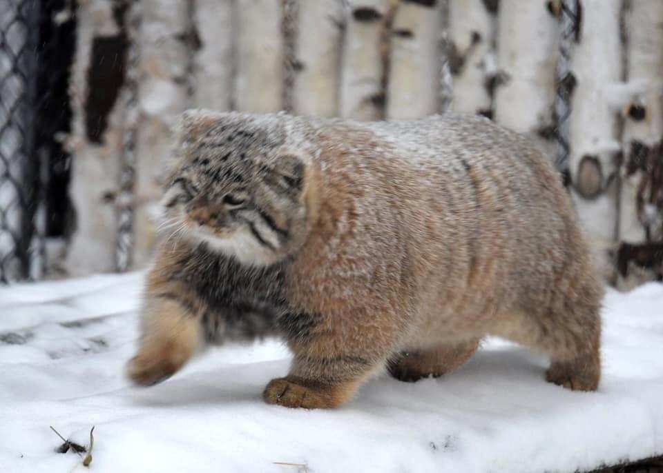 Example image used in Pipeline docs (cat / chonk) β Source: Hugging Face